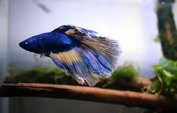 Betta Fish Care Guide: Facts & It's Easy To Handle a Betta Fish?