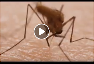 بالفيديو معجزة الله في حشرة البعوضة Science Mosquito