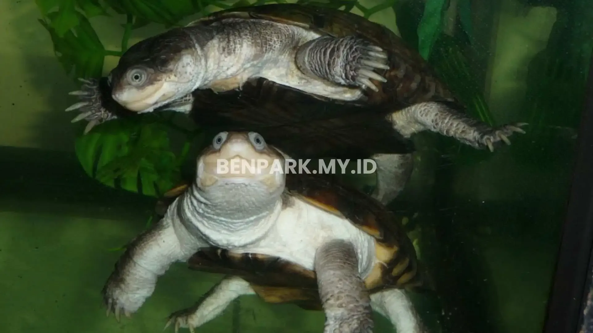 African Helmeted Turtle