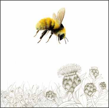 tatoo lady bumble bees. The Great Yellow Bumble Bee