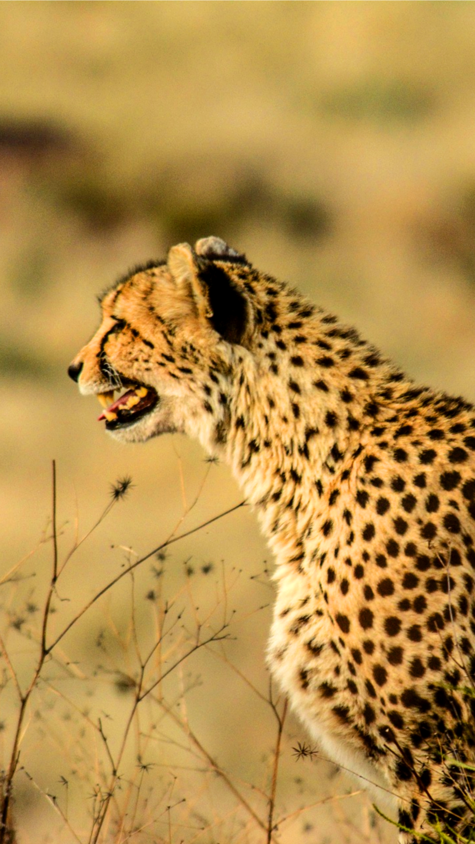 Cheetah Is Standing On Rock In Blur Winter Trees Background With Stare Look  4K 5K HD Cheetah Wallpapers  HD Wallpapers  ID 104896