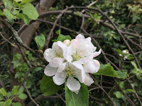 Photo by Sheila Webber apple blossom May 2023