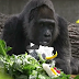 65th Birthday For Gorilla