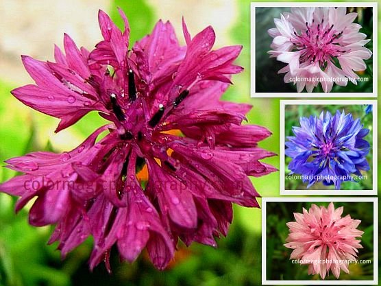 Download Cornflower-Centaurea cyanus-Bachelor's button