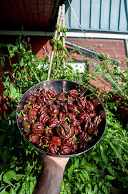 Chocolate habanero chili nabrano