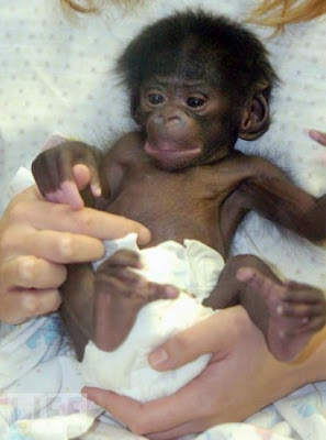 Baby monket right after birth