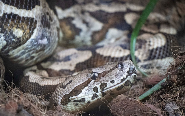 boa de Madagascar adulta