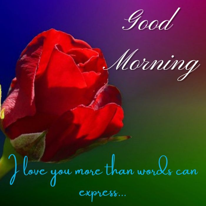 Happy Good Morning Red Rose