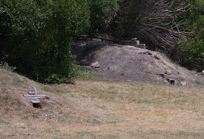 Blue Penguin burrows at Oamaru, New Zealand