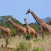 Kenya to probe giraffe deaths