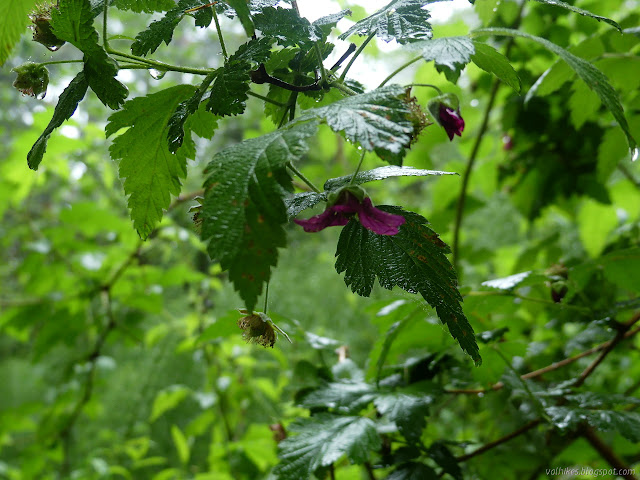 salmonberry in bloom, but most are lost