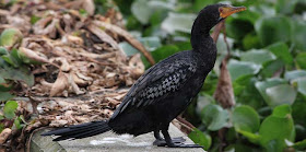 cormoran africano Phalacrocorax Microcarbo africanus