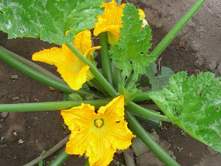 squash blossom