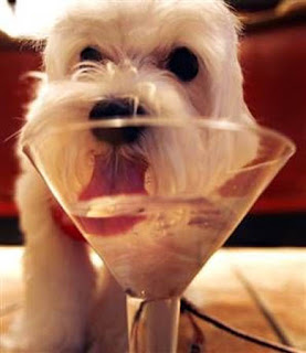 funny animal pictures cute scruffy dog drinking a martini