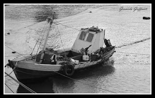 Barcos. Puerto del Buceo.