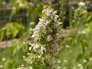 Flowers of catnip plant