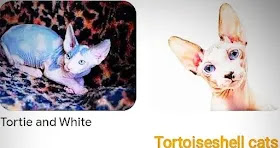 sunburn-spots-on-sphynx-cat1