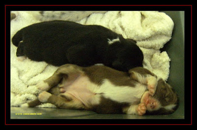 cachorros Pastor Australiano