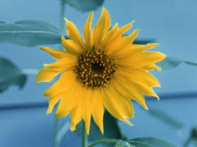 beauty of sunflower