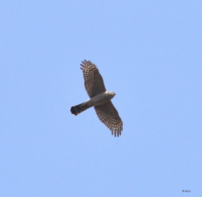 Eurasian Sparrowhawk