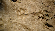 big cat. big cat on the prowl at the Cheston Farm