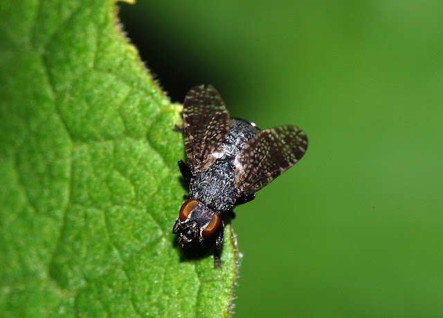 Platystoma seminationis