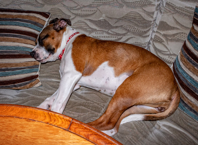 Photo of Ruby tired out after her walk on the beach