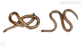 Barbados thread snake