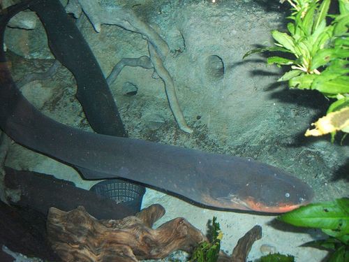 800px Electric eel2 بالصور و الفيديوا : أكبر حوض سمك في العالم يحتوى على أكثر من مائة الف كائن بحري