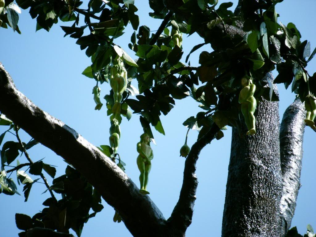 Narilatha Flower