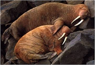 Walrus couple