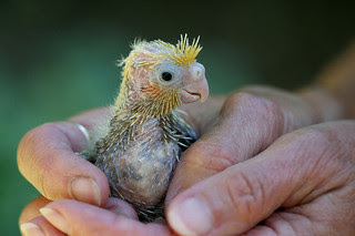 Más vale pájaro en mano que ciento volando