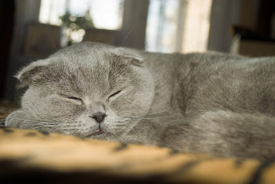 sleeping so much beautiful scottish fold cat image