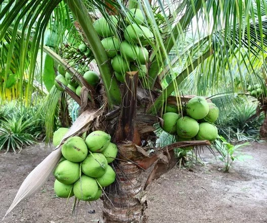 bibit kelapa pandan thailand solusi tanaman masa kini Cirebon