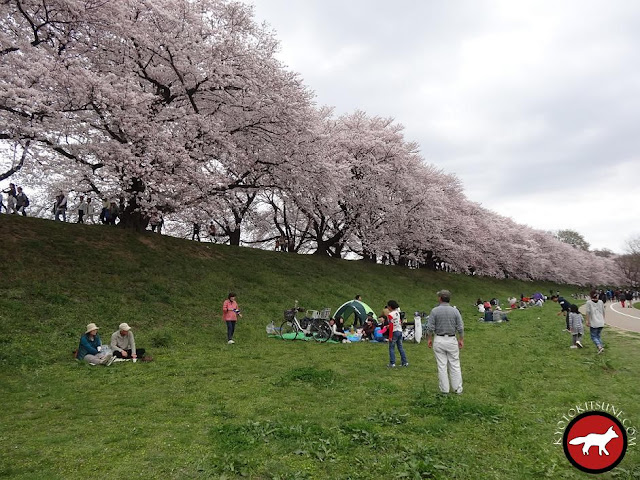 Allée de sakura au sud de Kyoto