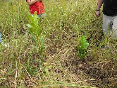 Callophyllum inophyllum