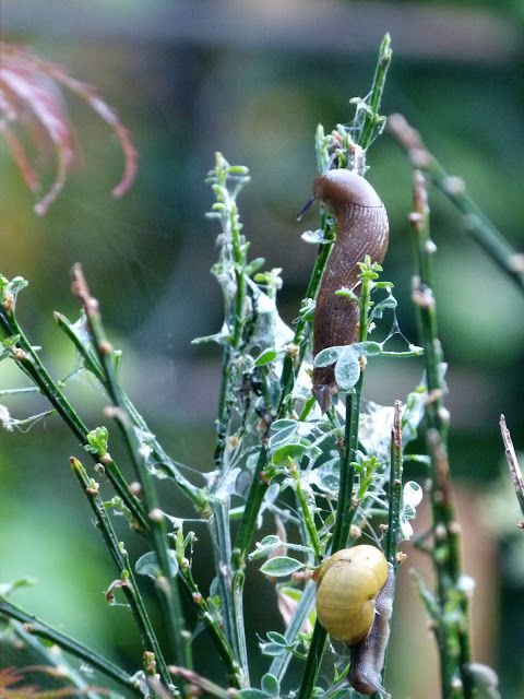 De geïntegreerde plant