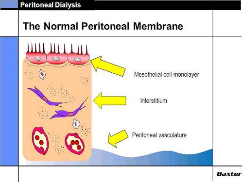 Peritoneal Mesothelium