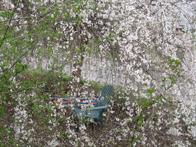 weeping cherry tree pictures. my weeping cherry tree