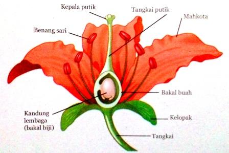 Struktur dan Fungsi  Jaringan Pada Tanaman Dikotil dan 