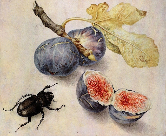 Giovanna Garzoni (1600-1670), Natura morta con fichi e scarabeo, Collection privée.