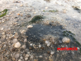 Spotted moon crab (Ashtoret lunaris)