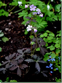 Geranium mac. ‘Espresso’