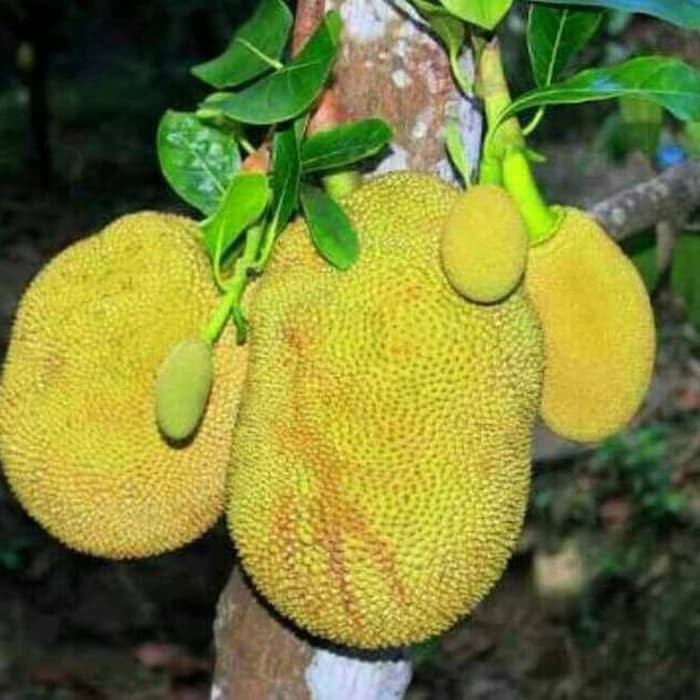 bibit nangka bajong banyak diburu pecinta tanaman Aceh