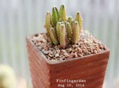 http://finfingarden.blogspot.com/2014/12/cereus-peruvianus-cactus-cacti-nature.html