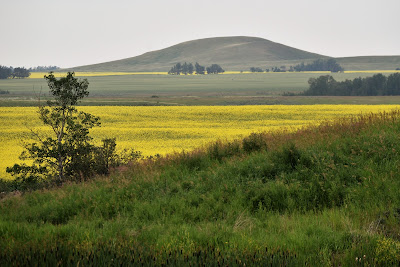 Farmland and Canola fields Alberta.