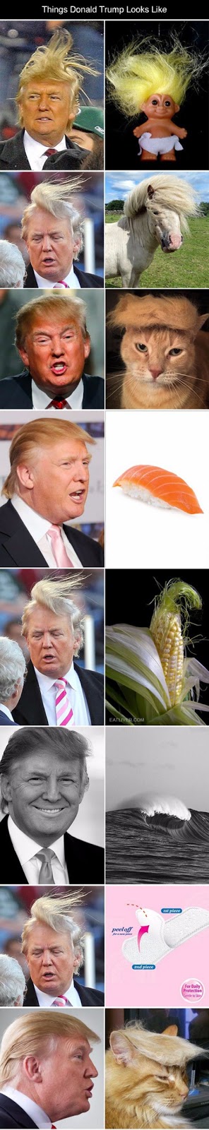 Donald Trump Cat Meme