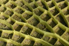 The giant Amazon water lily leaf underside