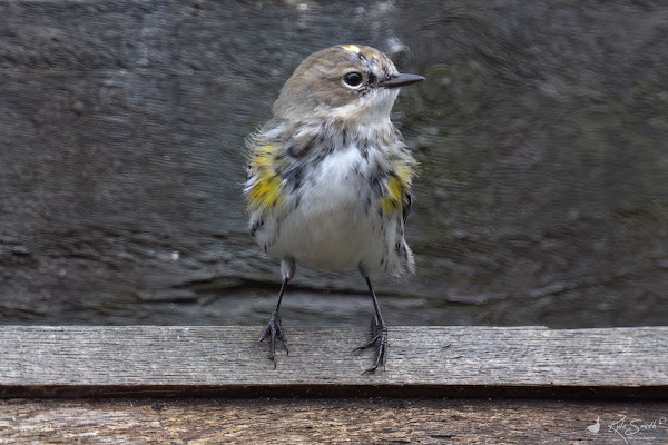 Myrtle (yellow-rumped) warbler