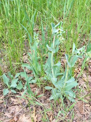 late May, penstemon